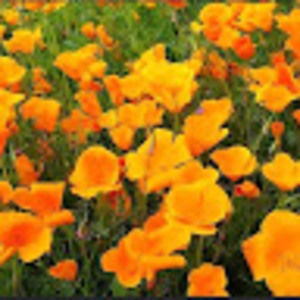 Meet your Posher, Carol